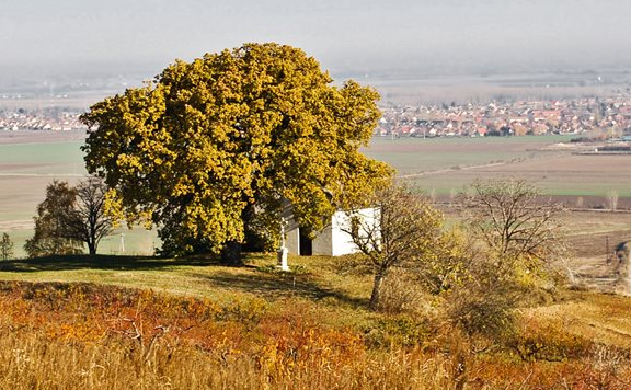 Kép