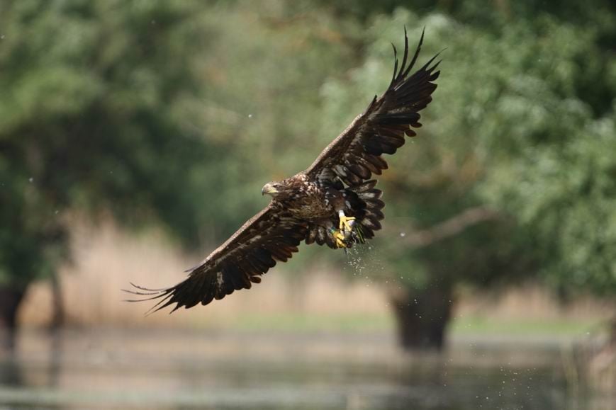 Biztonsággal repülhetnek a rétisasok és a fekete gólyák a Gemencben