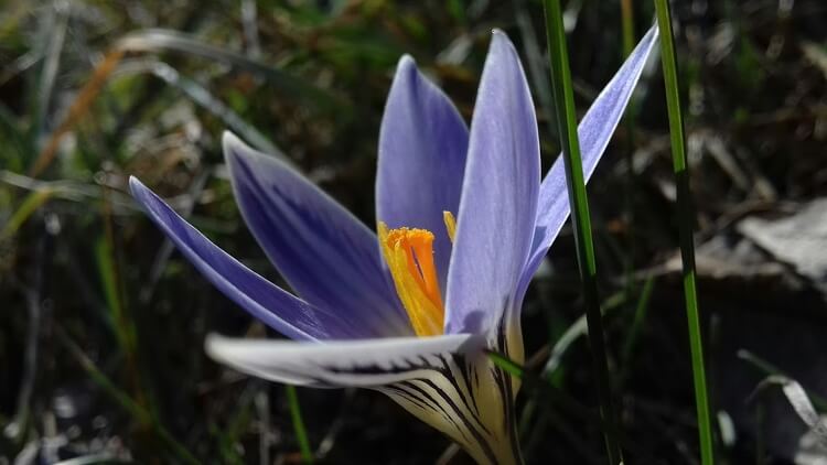 Hangolódhatunk a tavaszra, virágoznak a tarka sáfrányok a Kiskunságban