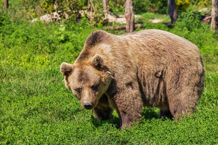 Nem játék, kerülni kell! - elkezdték a magyar turisták felkészítését a medvékre