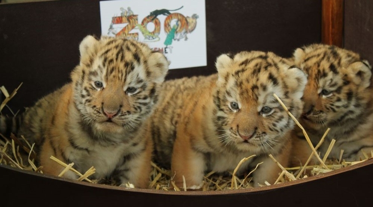 Szibériai tigriskölykök születtek a Kecskeméti Vadaskertben
