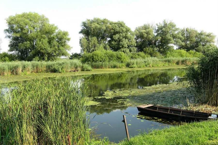 Vizes élőhelyek újultak meg a Duna egykori árterén