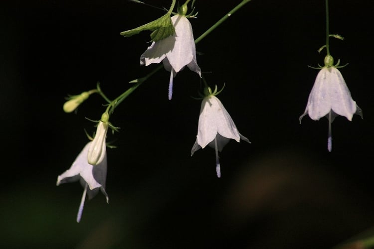 Küzdelem az illatos csengettyűvirág fennmaradásáért a Kiskunságban