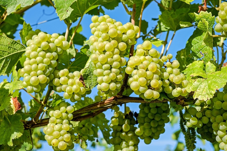 A csemegeszőlő haza termőterületének egy jelentős része Bács-Kiskun vármegyében található