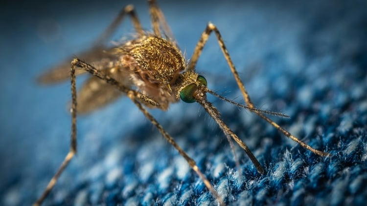 Bács-Kiskun vármegyében is gyérítik a szúnyogokat
