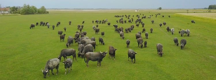 Idén ünnepli fennállásának 50. évfordulóját a Kiskunsági Nemzeti Park