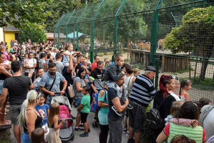 Látványetetésekkel várják a látogatókat a Kecskeméti Vadaskertben