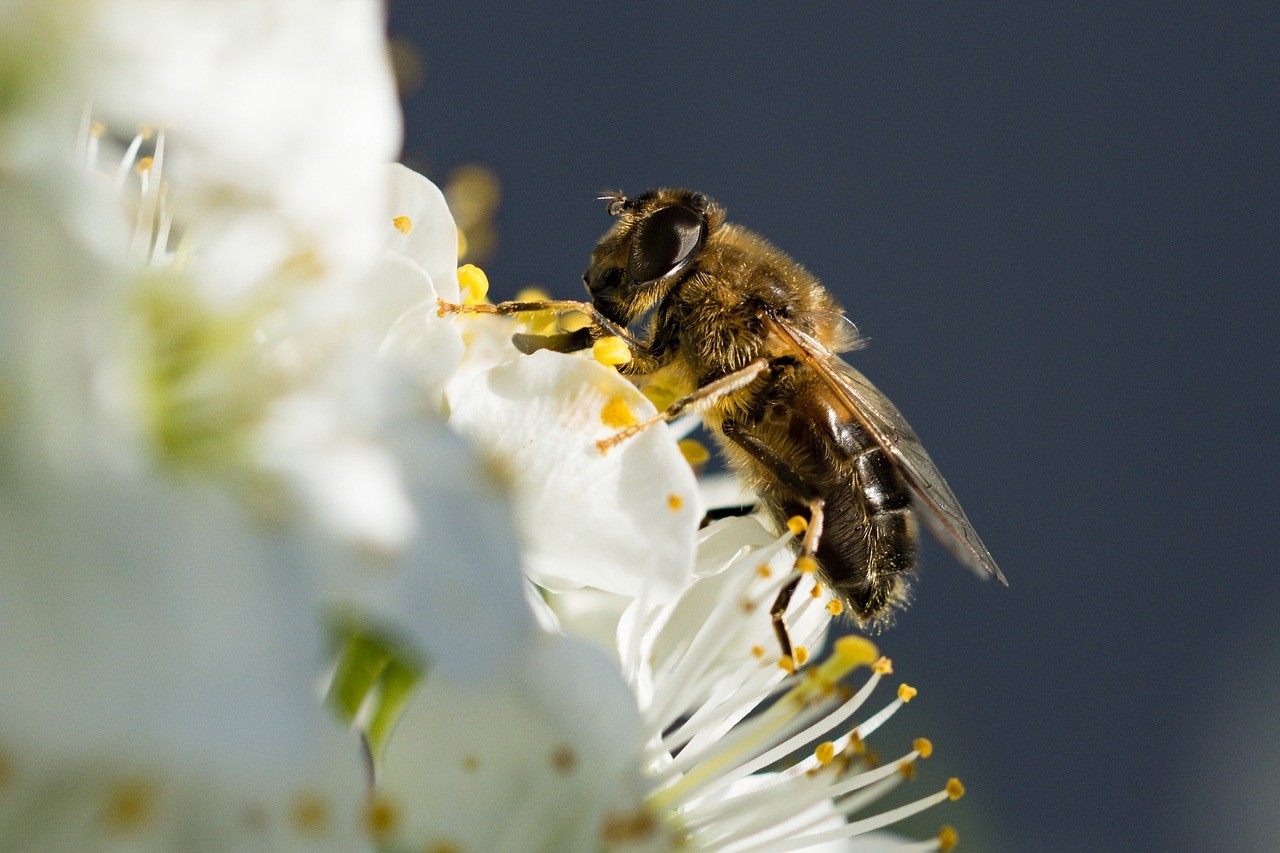 Kevés repcemézre számítanak idén a méhészek