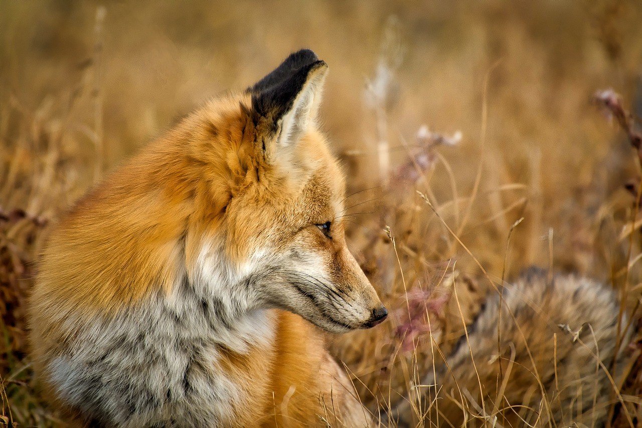 Hétvégén indul a vadon élő rókák őszi veszettség elleni vakcinázása
