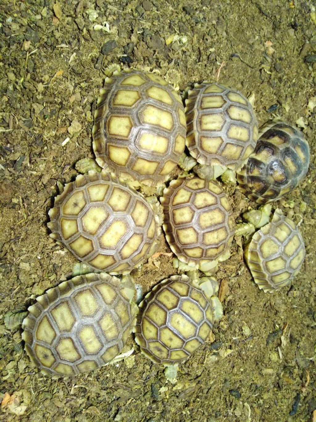 Kis teknősök keltek a Pécsi Állatkertben
