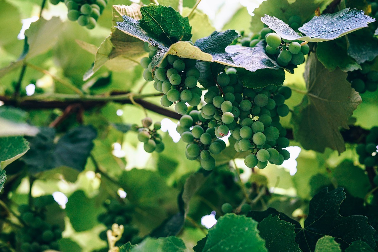 A szőlőterület alig 8 százalékára nyújtottak be zöldszüreti támogatási kérelmet