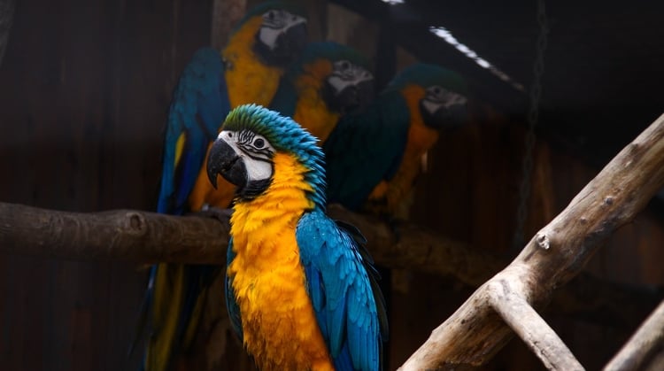 Elkészülta papagájok új belső férőhelye a Pécsi Állatkertben