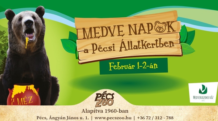 Medve Napok a Pécsi Állatkertben!
