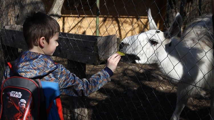 A pécsi állatkert újranyitását kéri a polgármestertől az egyik képviselő