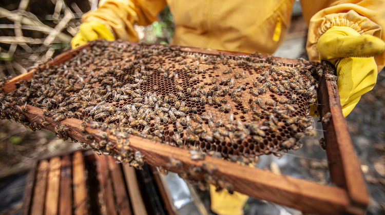 Méhpusztulást okozó betegség elleni készítmény fejlesztésére nyert támogatást egy pécsi cég 