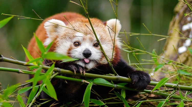 Panda kifutóra gyűjt a Pécsi Állatkert
