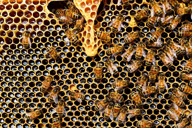 Méhzárlatot rendeltek el Pécsen