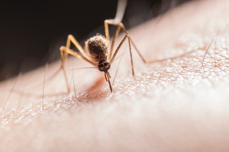 Idén már nem kell tartani a szúnyogoktól