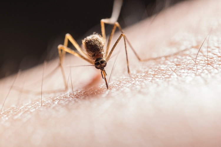 A szúnyogok elleni biológiai védekezést segítik a PTE szakemberei