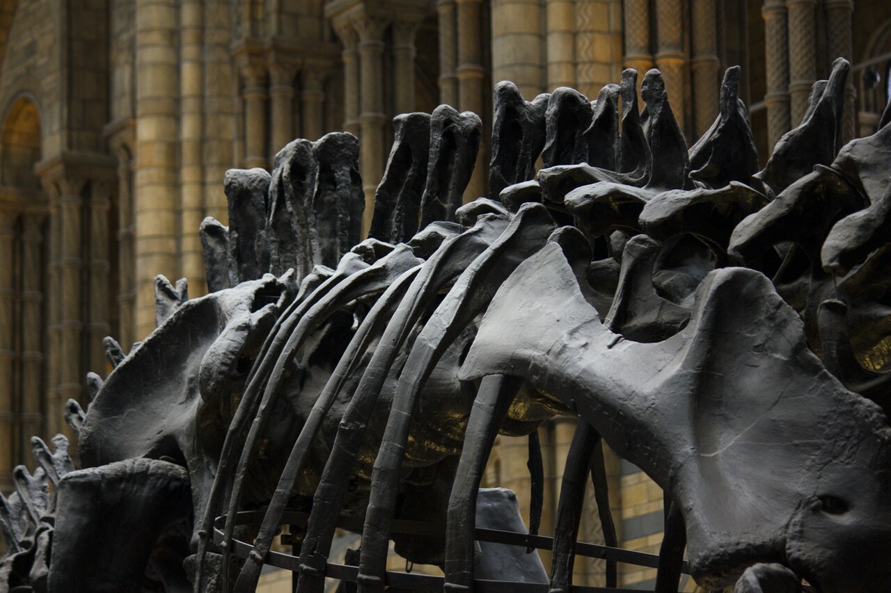 Dinoszauruszkiállítás is létrejön a városi könyvtár és muzeális gyűjtemény teljes átalakításával Komlón