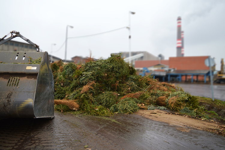 Biomasszaként hasznosulnak a karácsonyfák Pécsen