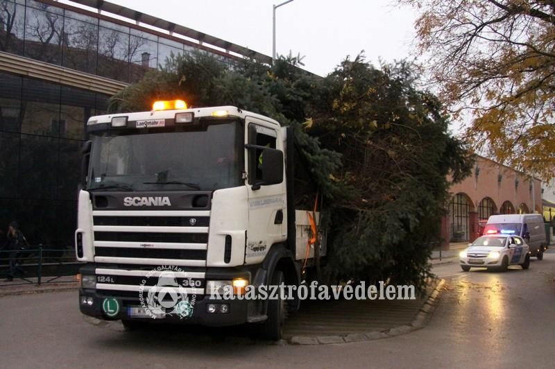 Felállították a város karácsonyfáját Székesfehérváron