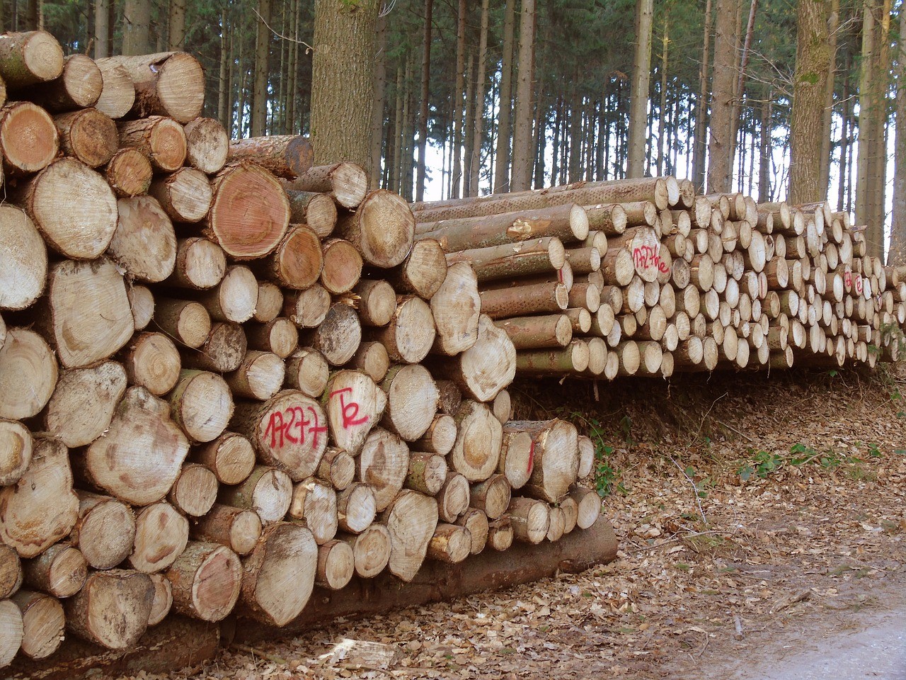 Határon átnyúló ellenőrzés indult a faanyag-kereskedelem területén az erdők védelme érdekében