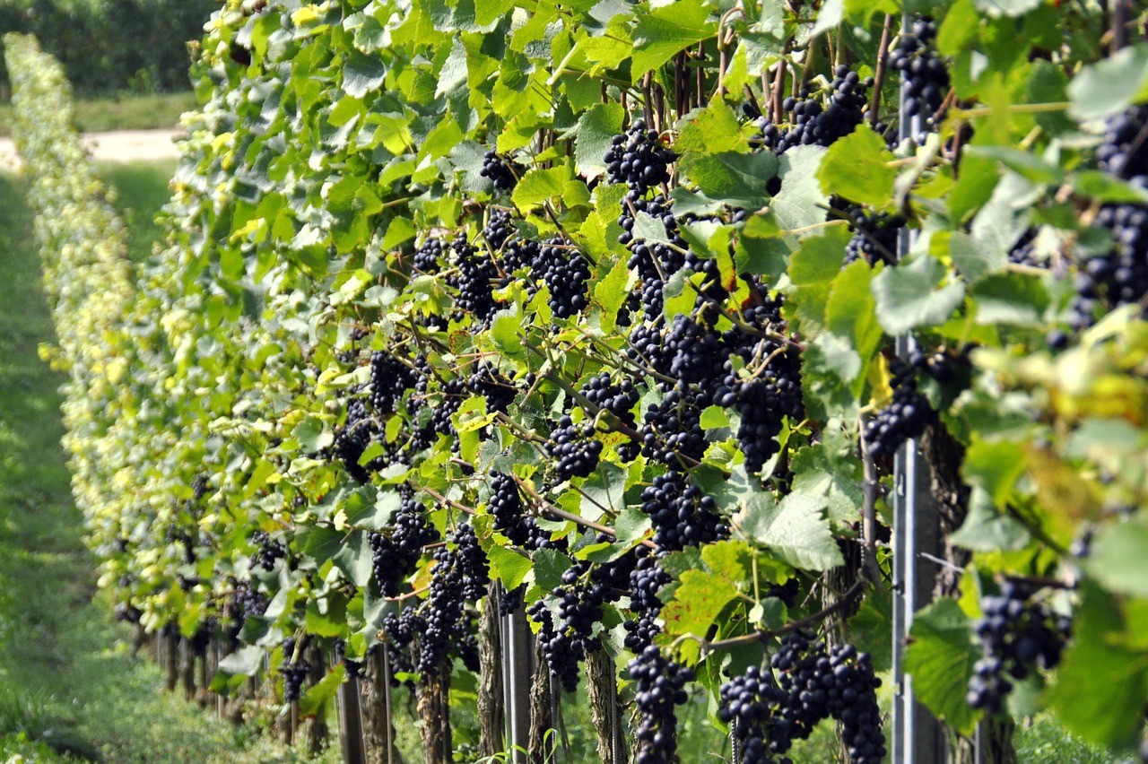 Rekord szőlő- és bortermésre számít az Agrárminisztérium idén 