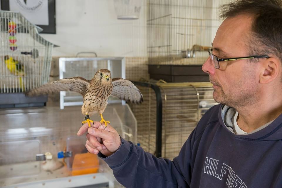 Tavaly több mint 600 madarat látott el a székesfehérvári Vadmadárkórház