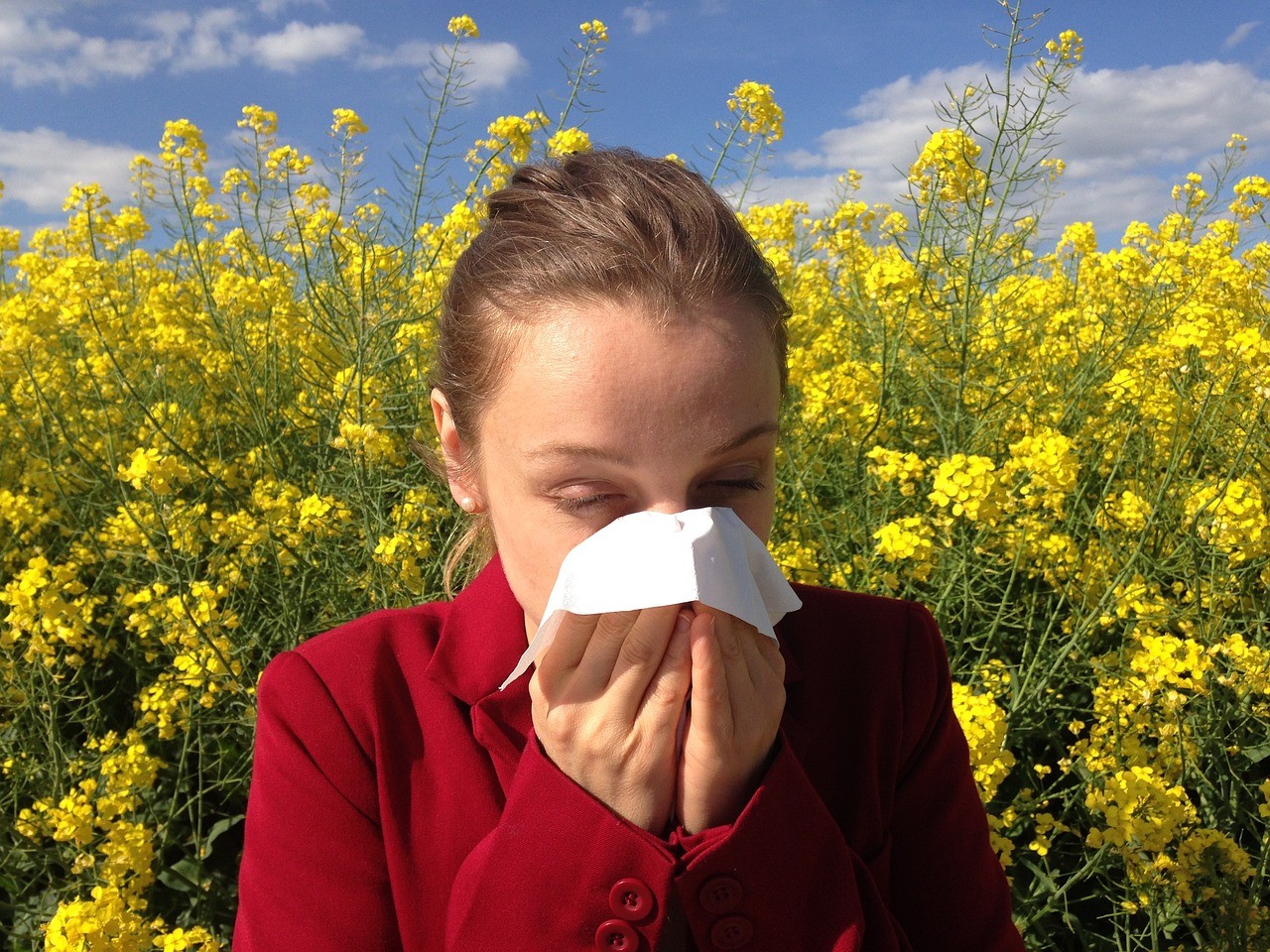 Fokozódó allergiás tüneteket hozhat az újabb hőhullám