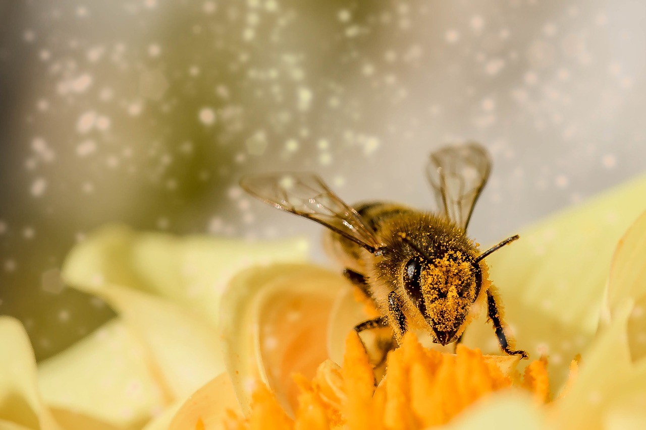 A Nébih Zöld Számán jelenthetőek a méhpusztulási esetek