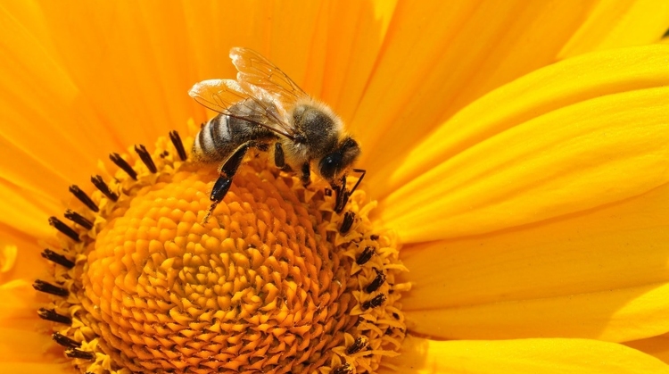 Nagy István: 2020-tól 25 százalékkal több támogatást kapnak a méhészek