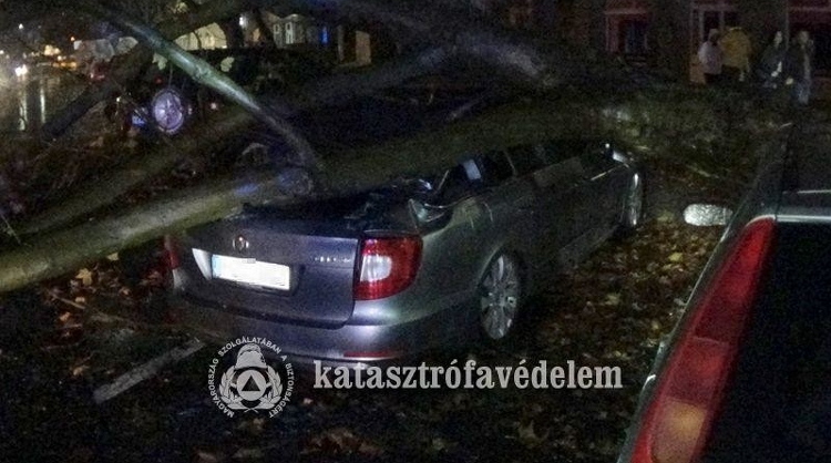 Autókra dőlt egy platán Dunaújvárosban