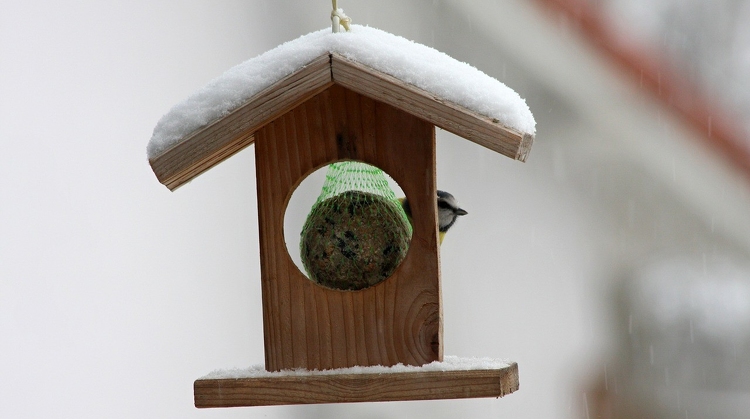 Hogyan gondoskodjunk télen a madarakról?