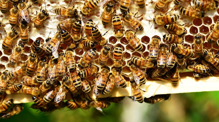 Újra igényelhető február 20-tól a méhészeti támogatás