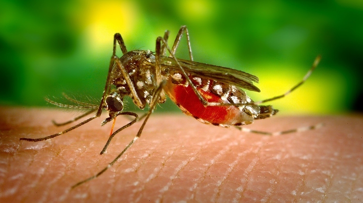 Katasztrófavédelem: 650 településen folytatódik a szúnyogirtás