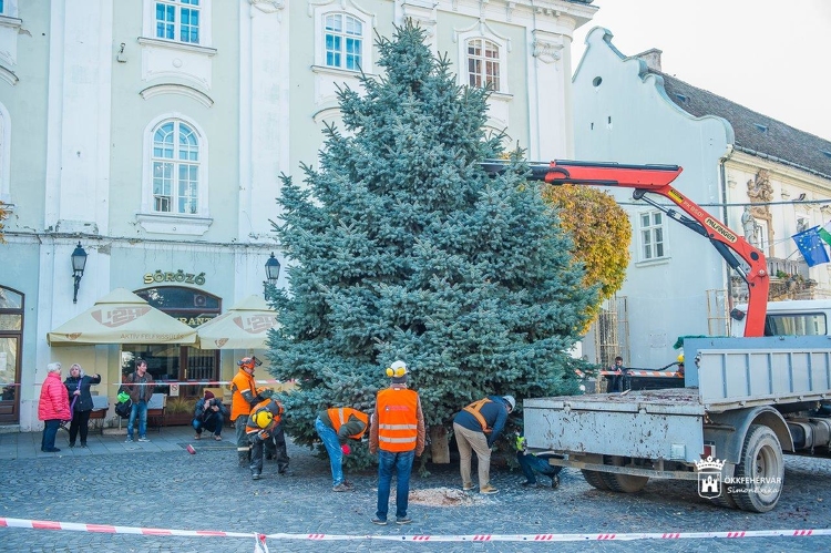 Családi karácsonyfa volt egykor - az Öreghegyről érkezett Fehérvár fenyőfája