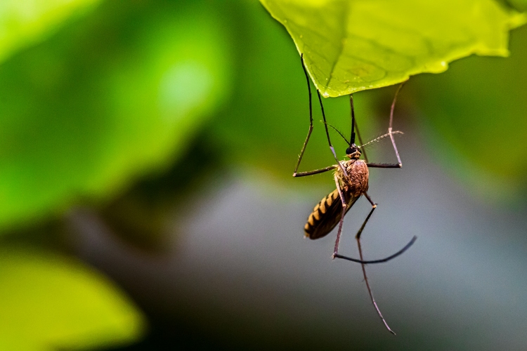 Fejér megyében is folytatódik a héten a szúnyoggyérítés