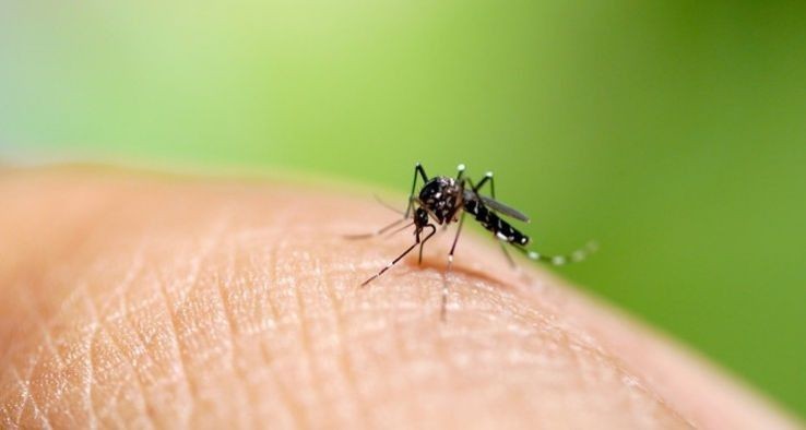 Július 23-án újabb szúnyoggyérítés lesz Martfűn