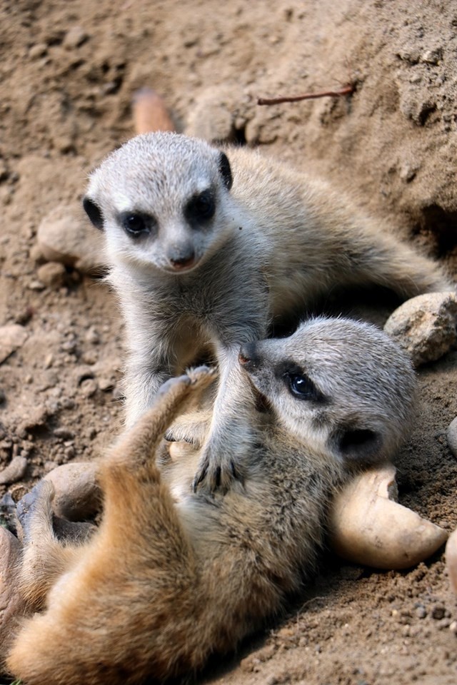 Szurikátakölykök születtek a Jászberényi Állatkertben