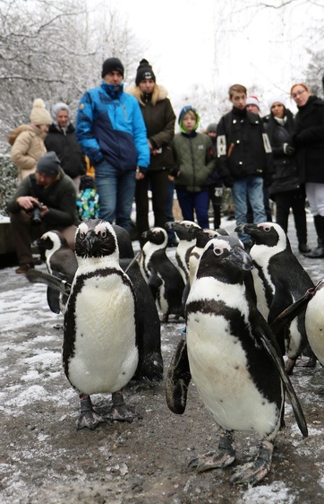 Pingvinek sétálnak a Jászberényi Állatkertben