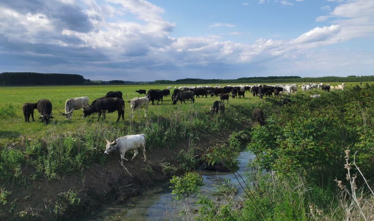 Ismét a bivalyoké a Bivaly-tó