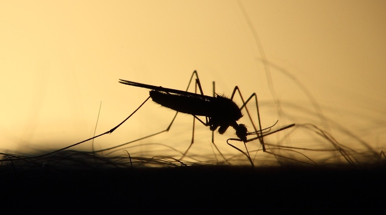 Megszaporodtak a szúnyogok, folytatódik a védekezés