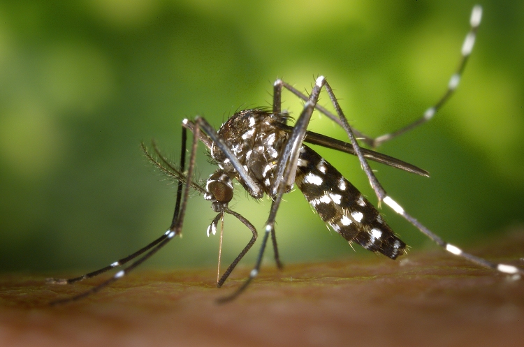 Szolnok: az állam, a térség és a város is küzd a szúnyogok ellen