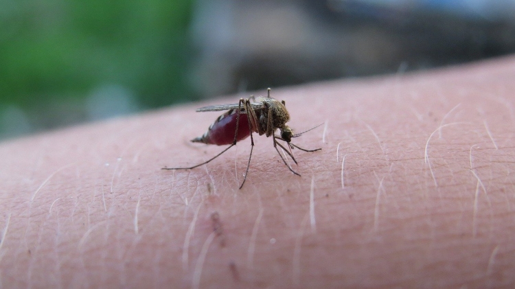 A héten tíz megyében irtják a szúnyogokat