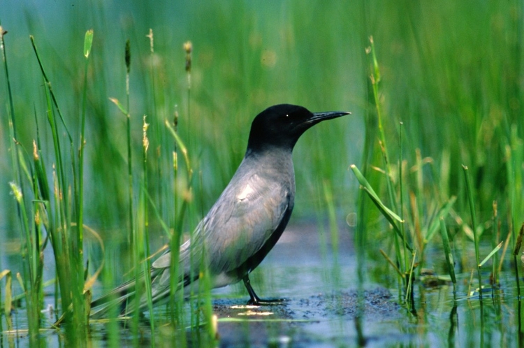 Védett madarak költenek a Hortobágy-Berettyó mezőtúri szakaszán