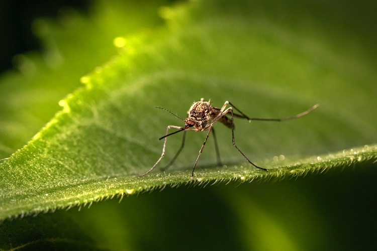 Katasztrófavédelem: a Tisza, a Duna és a Körösök mentén irtják a szúnyogokat