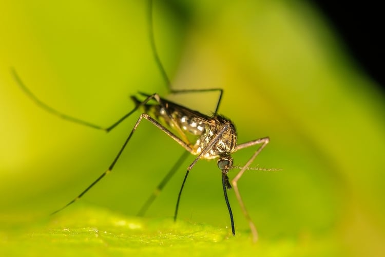 Szerda délután földi kémiai szúnyoggyérítés lesz Szolnokon