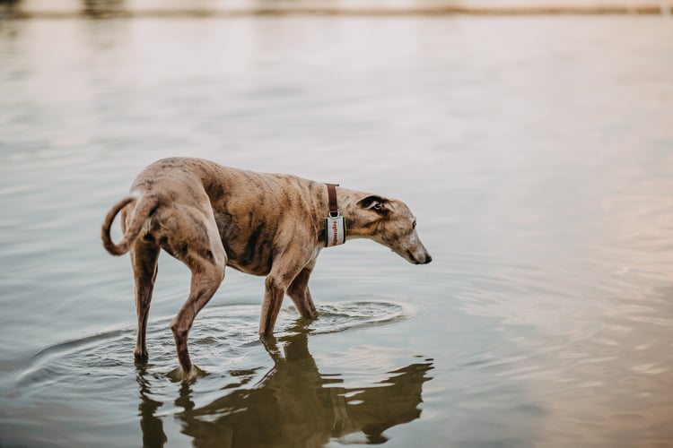 Kutyabarát strandok - Szolnokon is együtt hűsölhet kedvencével