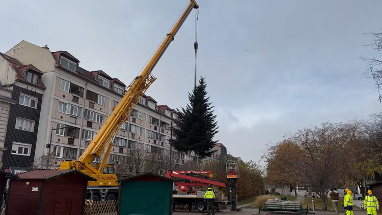 Helyére került Szolnok városi karácsonyfája